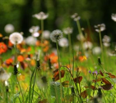 natura 20